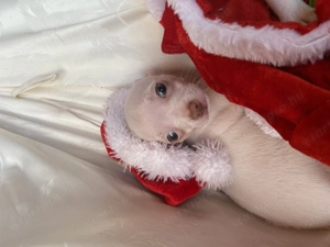 Csivava kiskutya eladó - kép 6