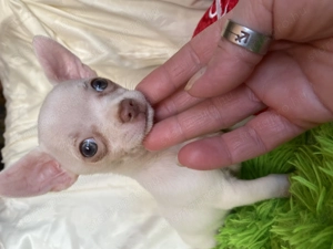 Csivava kiskutya eladó - kép 5