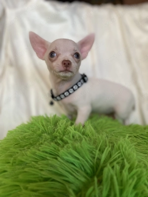 Csivava kiskutya eladó - kép 4