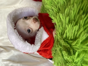 Csivava kiskutya eladó - kép 7