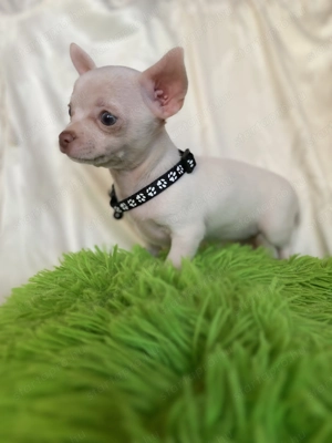 Csivava kiskutya eladó - kép 3