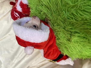 Csivava kiskutya eladó - kép 8