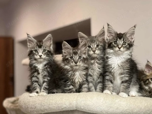 Maine coon kiscicák 