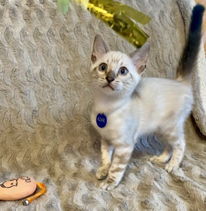 Törzskönyvezett Bengáli cicák  - kép 2