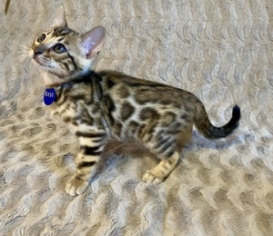 Törzskönyvezett Bengáli cicák  - kép 6