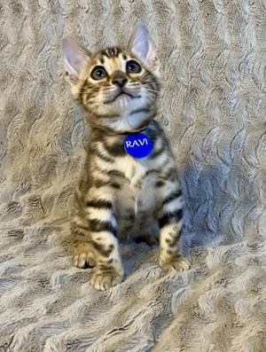 Törzskönyvezett Bengáli cicák  - kép 5