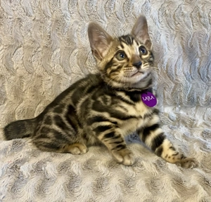 Törzskönyvezett Bengáli cicák  - kép 7