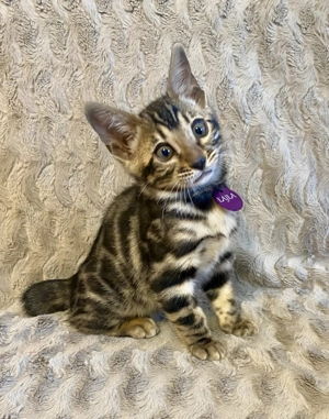 Törzskönyvezett Bengáli cicák  - kép 8