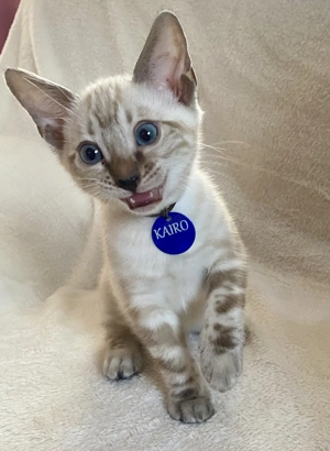 Törzskönyvezett Bengáli cicák  - kép 3