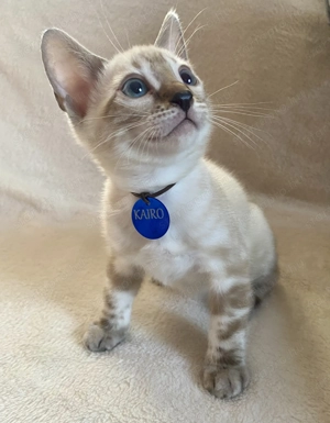 Törzskönyvezett Bengáli cicák  - kép 4