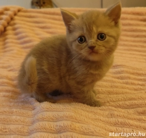 csodás lila brit kislány - kép 2