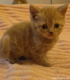 csodás lila brit kislány - kép 3