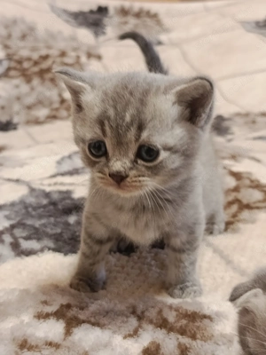 Skót lógófülű és állófülű kiscicák gazdisodnának