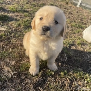 Golden retriever kiskutyák 