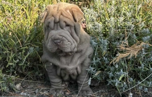 Shar-pei kölykök eladók 