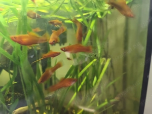 Eladó xipho halak eladók