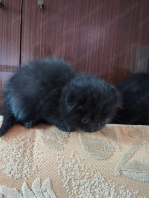 Skót lógó fülű cica eladó. - kép 2