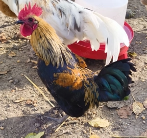 Eladó krédli és törpetyúk!