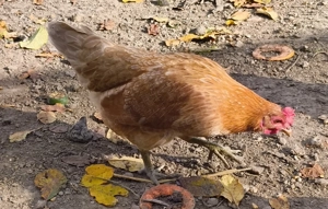 Eladó krédli és törpetyúk! - kép 2