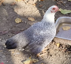 Eladó krédli és törpetyúk! - kép 3