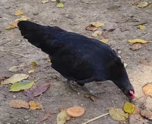 Eladó krédli és törpetyúk! - kép 4