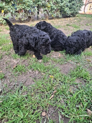 Fekete puli kiskutyák - kép 2