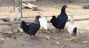 Eladó krédli és törpetyúk! - kép 5