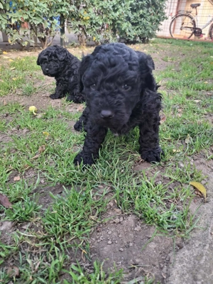 Fekete puli kiskutyák - kép 4