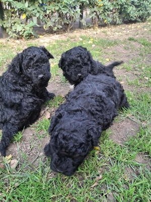 Fekete puli kiskutyák - kép 5