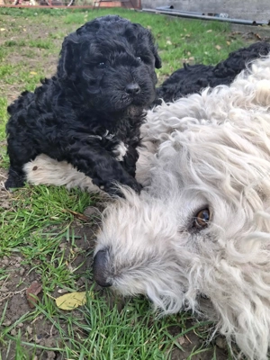 Fekete puli kiskutyák - kép 6