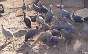 Fiatal gyöngytyúk eladó!