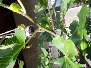 Magyar füge (Babits füge, Ficus carica Bagladi) hajtás, csemete