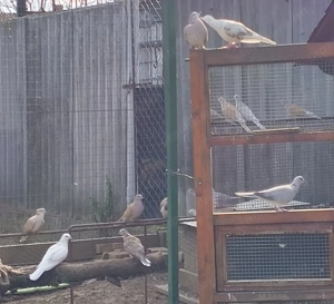 Kacagógerlék eladók! - kép 2