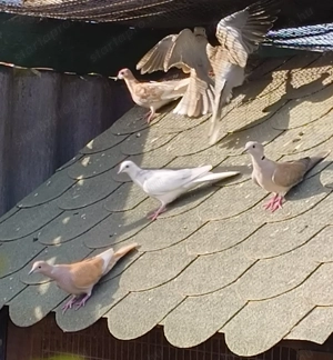 Kacagógerlék eladók!