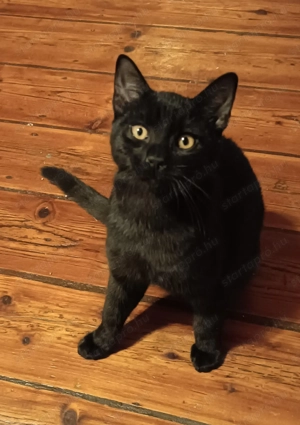 Szoba cicák ingyen elvihetők