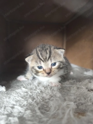 Törzskönyvezett szülőktől brit rövid szőrű kar csonyra 