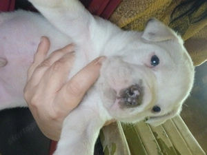 Amerikai staffi - kép 2