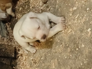 Amerikai staffi - kép 3