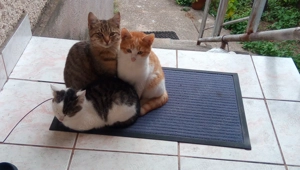 Vörös fülű tarka kandúr Tricolor anyától Eladó 