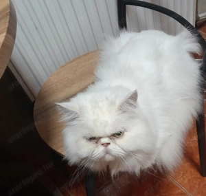 Eladó Perzsa macska. - kép 3