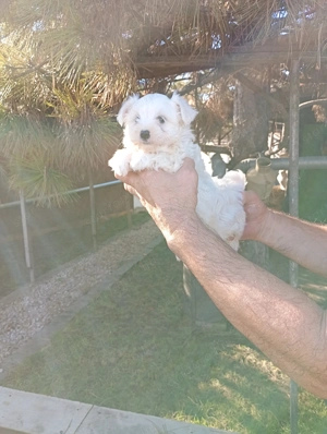 Máltai selyemszőrű  kiskutya