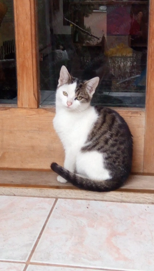 Fehér foltos 3 hónapos kis kandúr eladó 