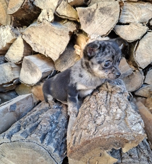 csivava kisfiú - kép 3