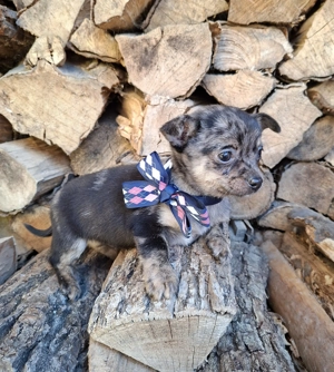 csivava kisfiú - kép 2