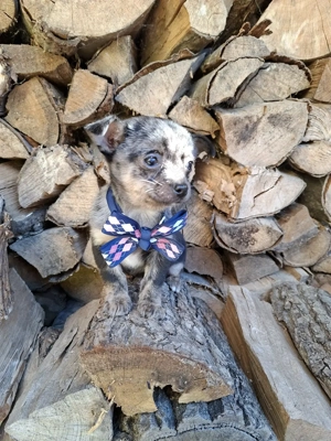 csivava kisfiú - kép 4