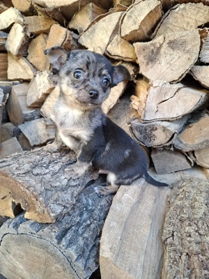 csivava kisfiú - kép 6