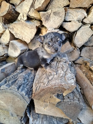 csivava kisfiú - kép 7