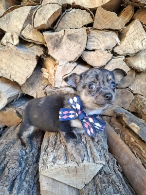 csivava kisfiú - kép 5