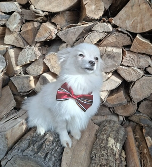 törpe spitz (spicc) - kép 2