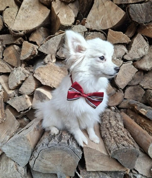 törpe spitz (spicc) - kép 4